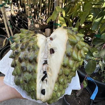 Ong Nursery - Sampling the biggest cherimoya I have ever tasted in my life - Nurseries & Gardening Near Me - San Diego, California Ong Nursery - Sampling the biggest cherimoya I have ever tasted in my life - Nurseries & Gardening Near Me - San Diego, California