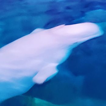 Wild Artic - Aquariums Near Me - Orlando, Florida