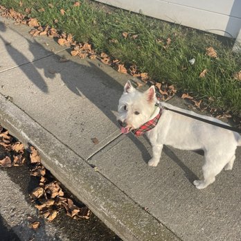 Groomin Tails Pet Salon - Riley walking home after his hair cut - Pet Stores Near Me - Long Beach, New York Groomin Tails Pet Salon - Riley walking home after his hair cut - Pet Stores Near Me - Long Beach, New York
