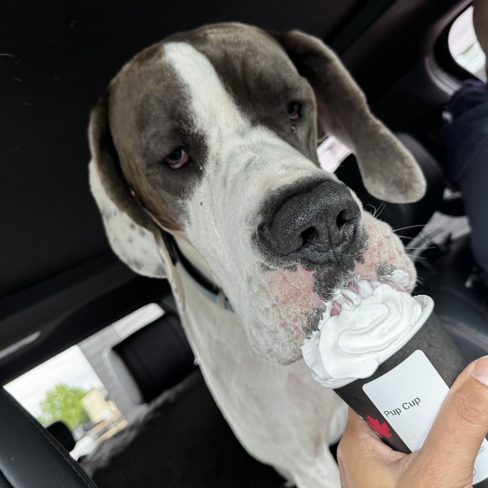 Red Leaf Organic Coffee - Pup cup - Coffee & Tea Near Me - Woodland, Washington Red Leaf Organic Coffee - Pup cup - Coffee & Tea Near Me - Woodland, Washington