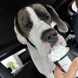 Red Leaf Organic Coffee - Pup cup