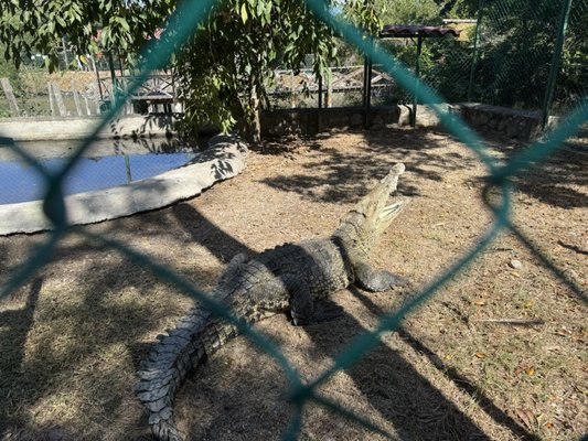 El Cora Crocodile Sanctuary by null