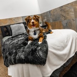 D Pet Hotels Scottsdale