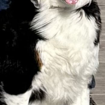PetSmart - BEFORE his groom with his beautiful fur that she was NOT supposed to cut!!!! - Pet Stores Near Me - Framingham, Massachusetts PetSmart - BEFORE his groom with his beautiful fur that she was NOT supposed to cut!!!! - Pet Stores Near Me - Framingham, Massachusetts