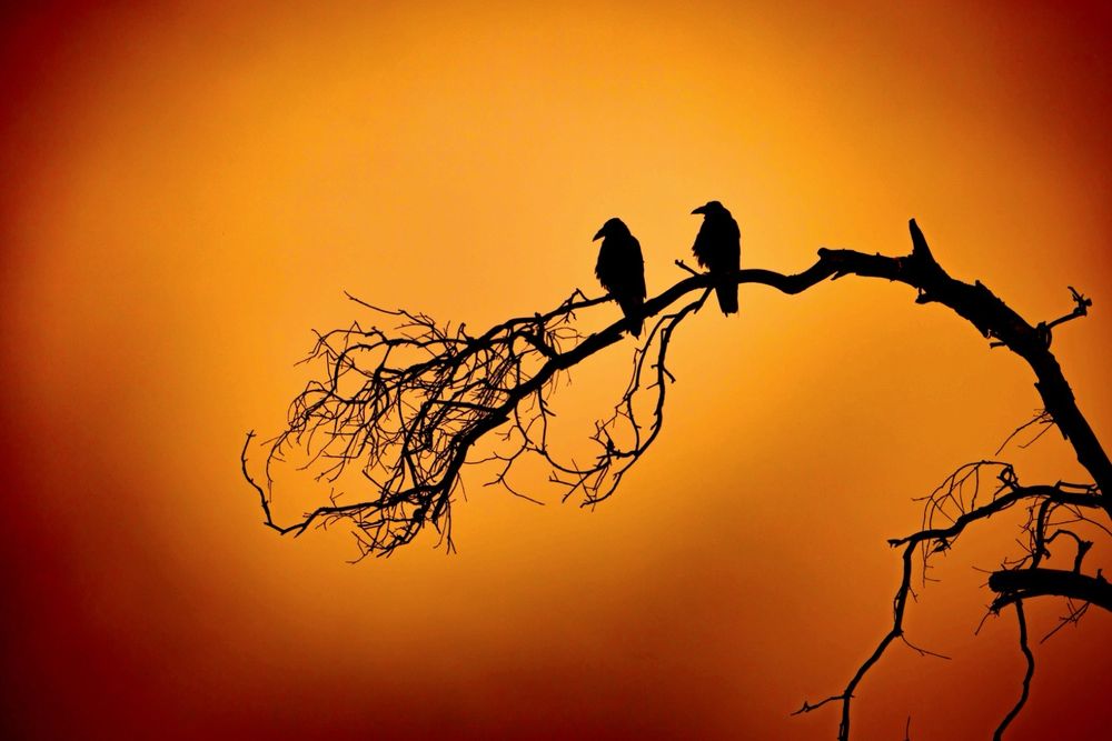 Hillside Wilderness Preserve Trail Logo