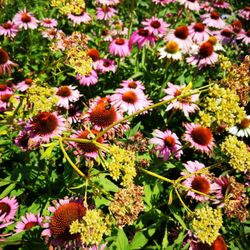Botanischer Garten Kassel - Roter Sonnenhut mit Bienen