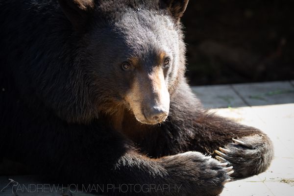 Alaska Zoo by null