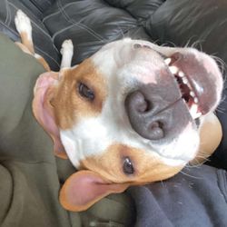 De La Paws Pet Care Services