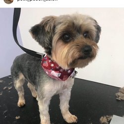 Petit Pooch Salon