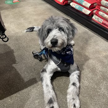 Healthy Spot - Pasadena - Safe to say this is my dogs favorite place. - Pet Groomers Near Me - Pasadena, California