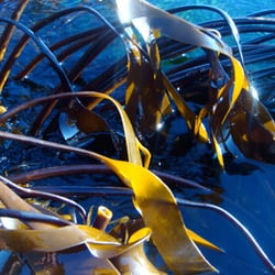 Rising Tide Sea Vegetables - Kombu