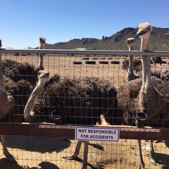Rooster Cogburn Ostrich Ranch - Petting Zoos Near Me - Picacho, Arizona Rooster Cogburn Ostrich Ranch - Petting Zoos Near Me - Picacho, Arizona