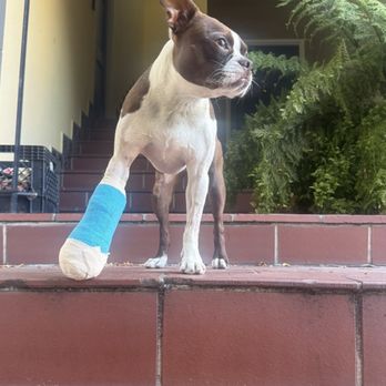 ABC Pet Clinic - Trying to walk without a toe. - Veterinarians Near Me - San Ramon, California
