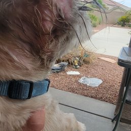 My poor dog. My poor dog.