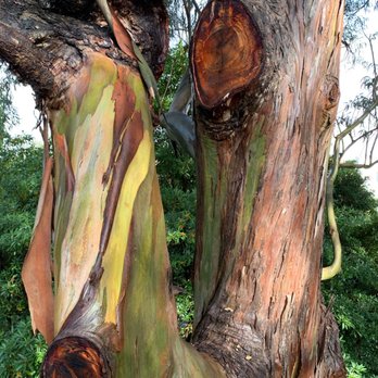 Museu de Serralves - Eucalyptus on the Tree Trop Trail - Art Museums Near Me - Porto, 13