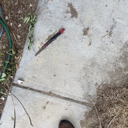 Rapid Plumbing Rooter Service