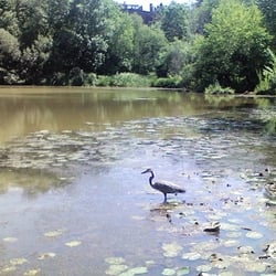 Hall's Pond Sanctuary - Great blue heron at Hall's Pond in Brookline, MA, summer 2015