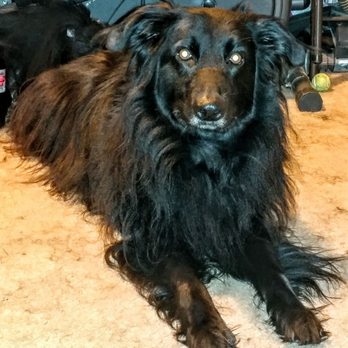 Chaneke's dog grooming - Pet Groomers Near Me - Houston , Texas Chaneke's dog grooming - Pet Groomers Near Me - Houston , Texas