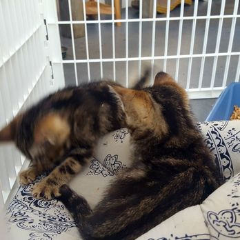 Cat Therapy - Pet Adoption Near Me - Santa Barbara, California Cat Therapy - Pet Adoption Near Me - Santa Barbara, California