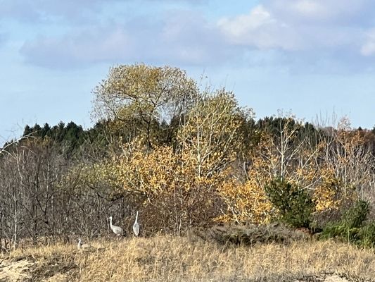 Kohler-Andrae State Park by null