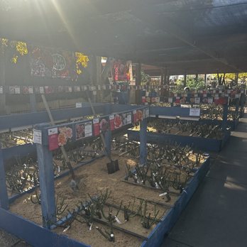 Berridge Nurseries - Bare root roses being sold in January - Nurseries & Gardening Near Me - Phoenix, Arizona