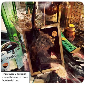 Nana's Attic - Taxidermied bat - Antiques Near Me - Arkville, New York Nana's Attic - Taxidermied bat - Antiques Near Me - Arkville, New York