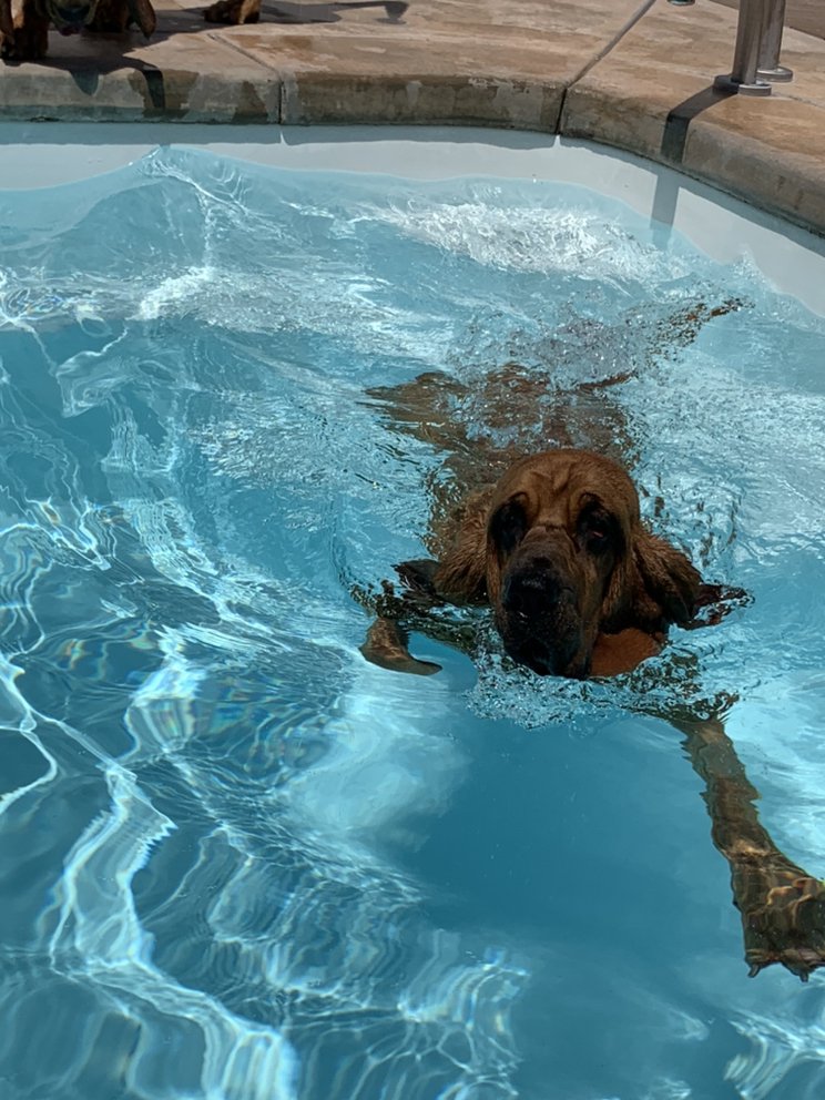 ruffhouse pet resort