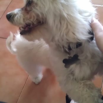 Doggie Day Spa - Trouble after his grooming! - Pet Groomers Near Me - Moreno Valley, California