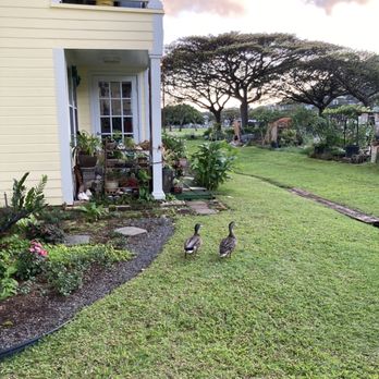 Manoa Community Garden - Some non-human residents enjoying the garden as well - Community Gardens Near Me - Honolulu, Hawaii Manoa Community Garden - Some non-human residents enjoying the garden as well - Community Gardens Near Me - Honolulu, Hawaii