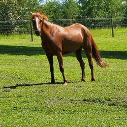 Cheyenne's Pride Riding Academy - Our beutfull Calida.