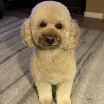 Pawsh Paws Grooming - Pet Groomers Near Me Pawsh Paws Grooming - Pet Groomers Near Me