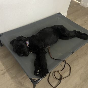 TLC K9 Training - Pet Training Near Me