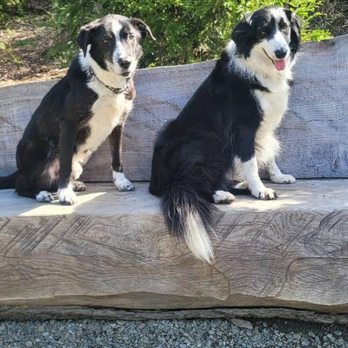 Woofwalks - Dog Walkers Near Me Woofwalks - Dog Walkers Near Me