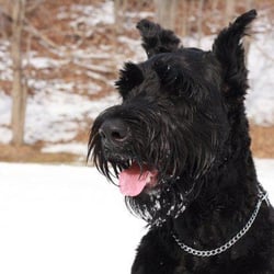 Markham Road Animal Hospital - Giant Shnauzer