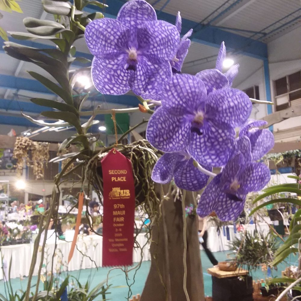 Maui Fair - 10/5/19 - Festivals Near Me - Wailuku, Hawaii Maui Fair - 10/5/19 - Festivals Near Me - Wailuku, Hawaii