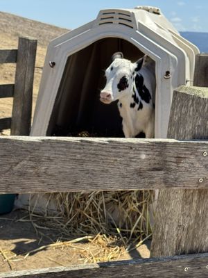 Point Reyes Farmstead Cheese Co by null