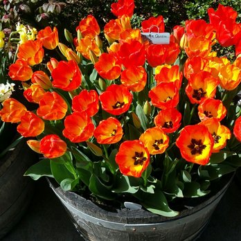 Ironstone Vineyards - More flowers with amazing color! - Wineries Near Me - Murphys, California