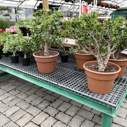 Lavocat's Garden - Jade plants