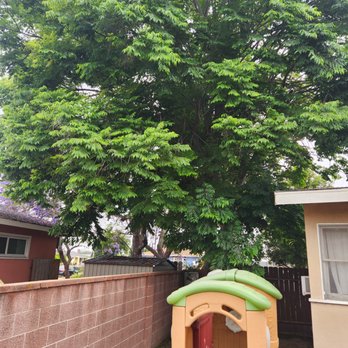 Premier Tree Experts - Before. Was causing damage to my house, my neighbors border wall and a mess. - Tree Services Near Me - Orange, California