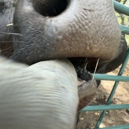Cow Cow