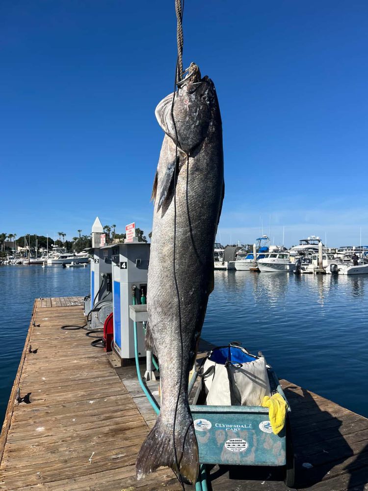 Graphic Slayer Sportfishing