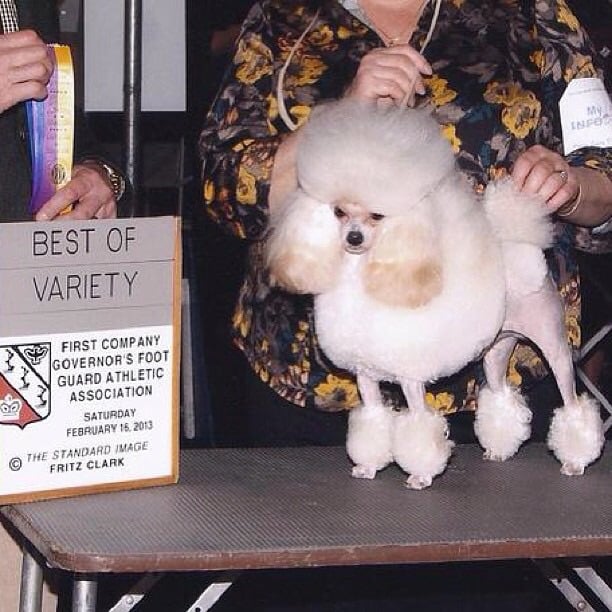 ROYAL KEDSMORE TOY POODLES Norwalk, Connecticut Pet Sitting Phone