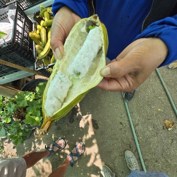 Ricardo's Nursery - Inside of an ice cream fruit - Nurseries & Gardening Near Me - Long Beach, California Ricardo's Nursery - Inside of an ice cream fruit - Nurseries & Gardening Near Me - Long Beach, California