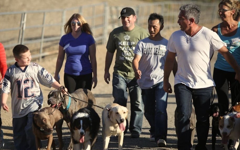 A2Z DOG TRAINING 32 Photos 2 William St, Sandown, New Hampshire