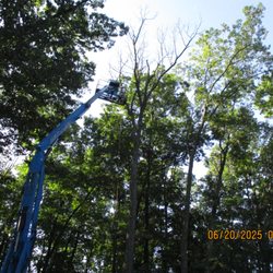 Betson Tree Services - 100 yr old tree being taken down correctly.