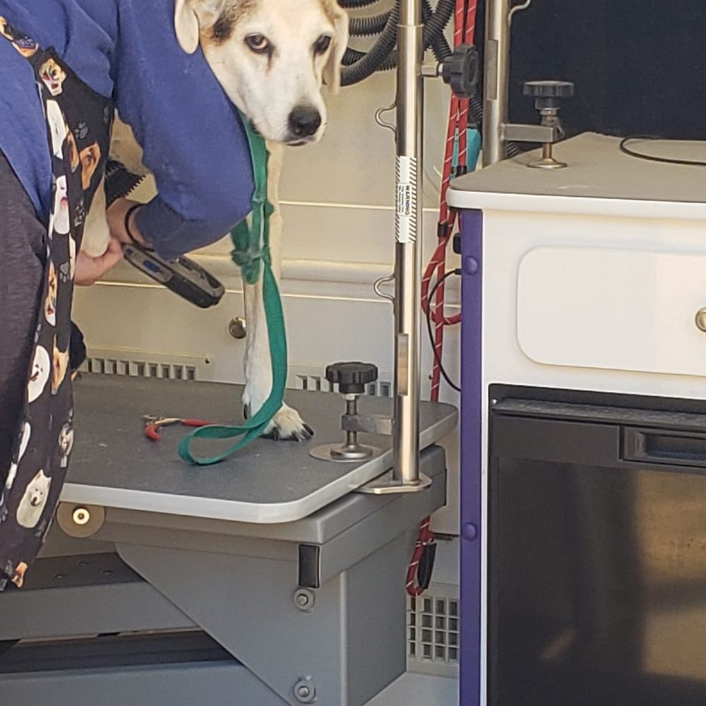 Dog Grooming Near Flower Mound Tx Best Flower Site