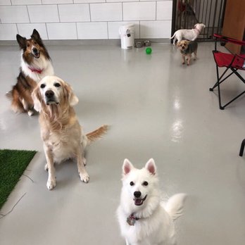 Furry Tails - Pet Boarding Near Me - Dallas, Texas Furry Tails - Pet Boarding Near Me - Dallas, Texas