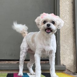 Darla's Dog Wash