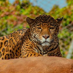 PaiPai Ecotourism Park  - Zeus, one of our  beautiful Jaguars.