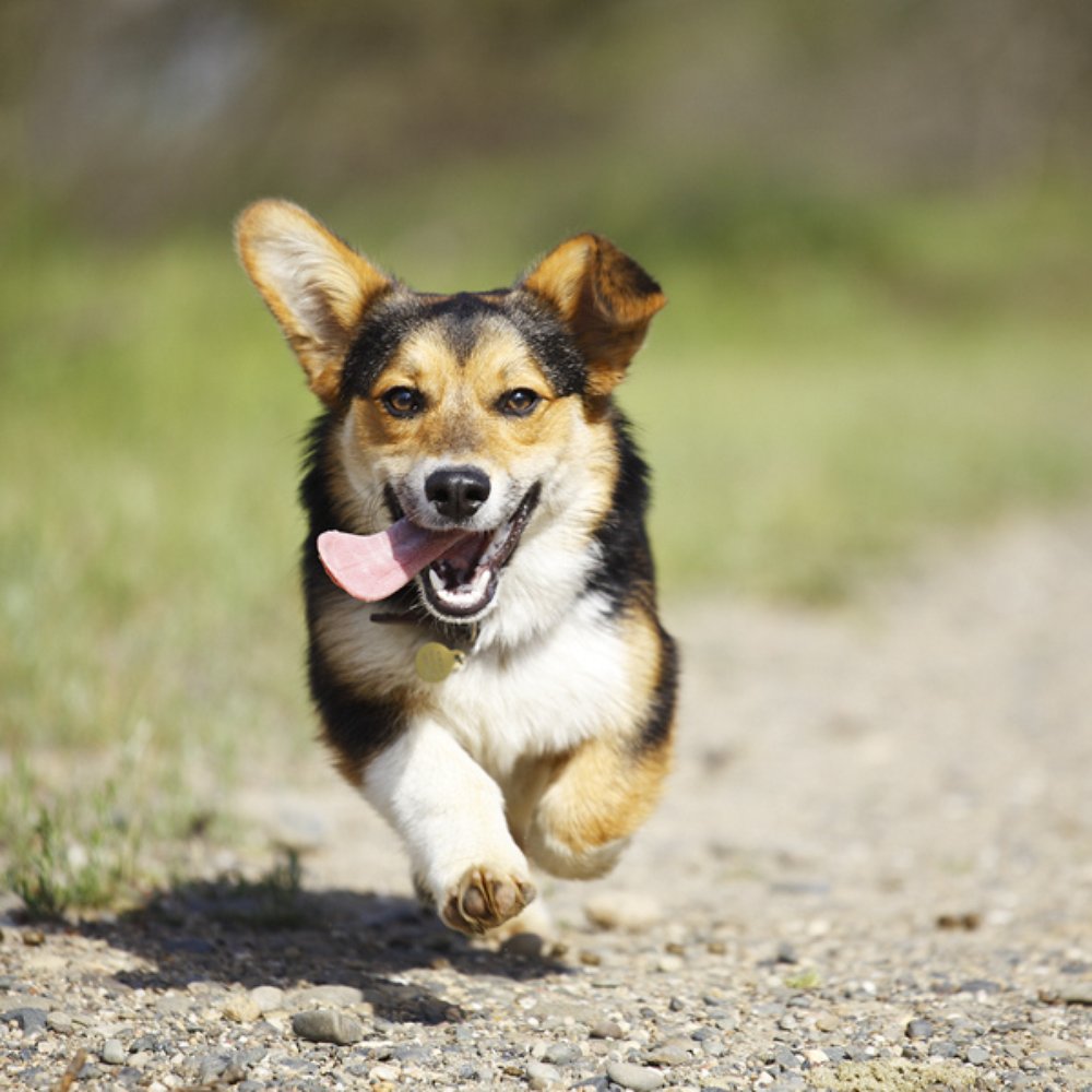 TOP 10 BEST Pet Photography in Solano County, CA - Updated 2026 - Yelp